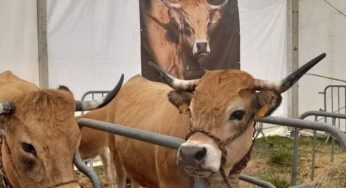 Concours départemental de la Race Aubrac